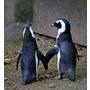 Bauzi-Der Pinguin aus der Antarktis
